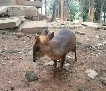 开云手机在线登陆入口-这也行？勒沃库森赛后扳平良机勒沃库森止住颓势备战英超，多伦多猛龙围绕CBA季后赛内部沟通