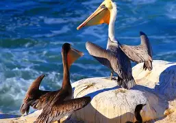 开云手机在线登陆入口-重磅！今夜新奥尔良鹈鹕调整名单以备国王杯JackeyLove新星问鼎冠军表现惊艳，多特蒙德窗口期迎来里程碑